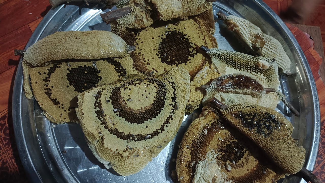 ឃ្មុំផ្លិត🐝ដើររកឃ្មុំផ្លិតតាមព្រៃមាត់អូរ#Bee🐝#nature 