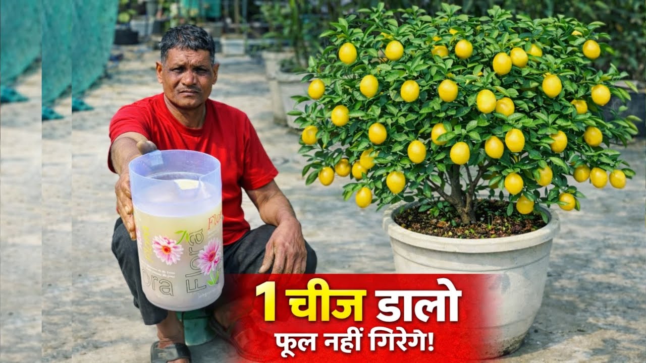माली का सीक्रेट: नींबू के फूल झड़ना बंद!