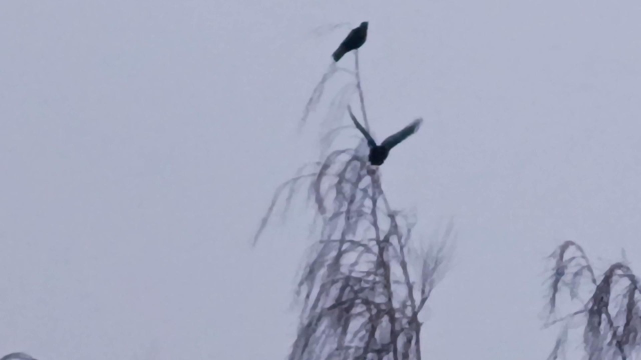 Kit's Crows 02-05-26