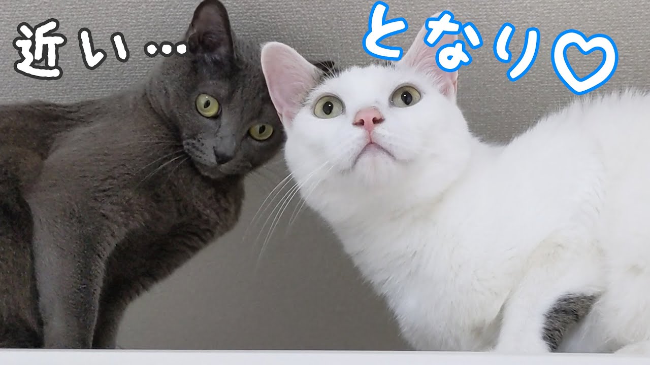 拒否られてもハムちゃんの隣に居たいチロさん