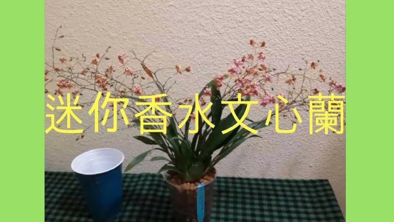 蘭花 | 兰花 – 迷你香水文心蘭開花啦 | 介質半水耕 | 蘭花種植 (Oncidium Twinkle Orchid in Semi Hydroponics)