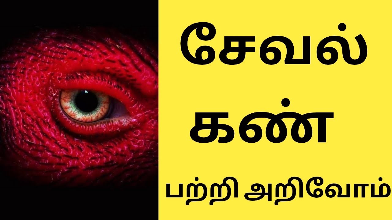 சேவல் கண் பற்றி அறிவோம்...