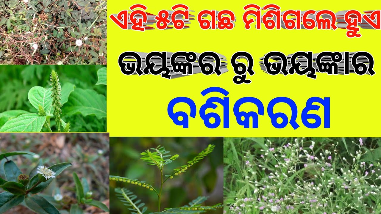 #vashikaran | odia vashikaran | vashikaran odia | vashikaran | vashikaran mantra tanra | tec bigyan