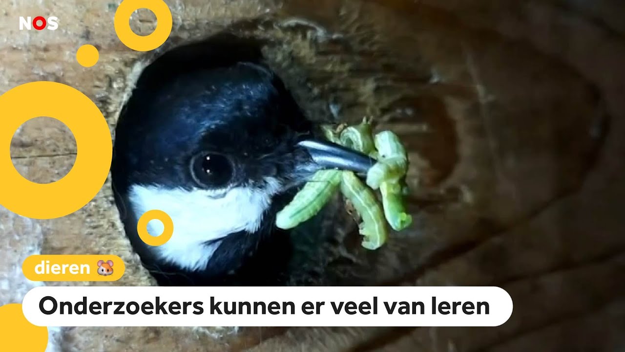 211 rupsen en 63 spinnen: Dit vogelhuisje kan zien wat vogels eten