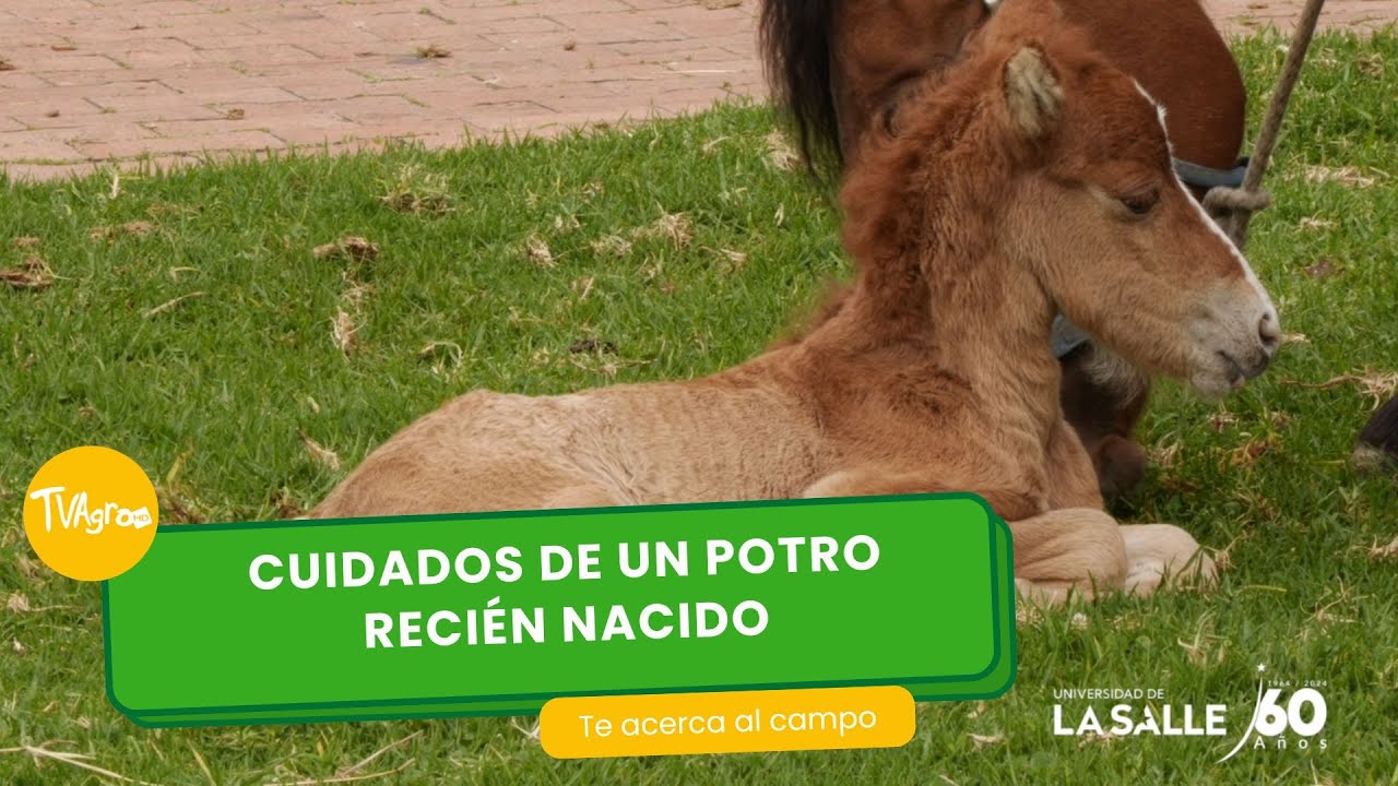 Cuidados de un potro recién nacido - TvAgro por Juan Gonzalo Angel Restrepo