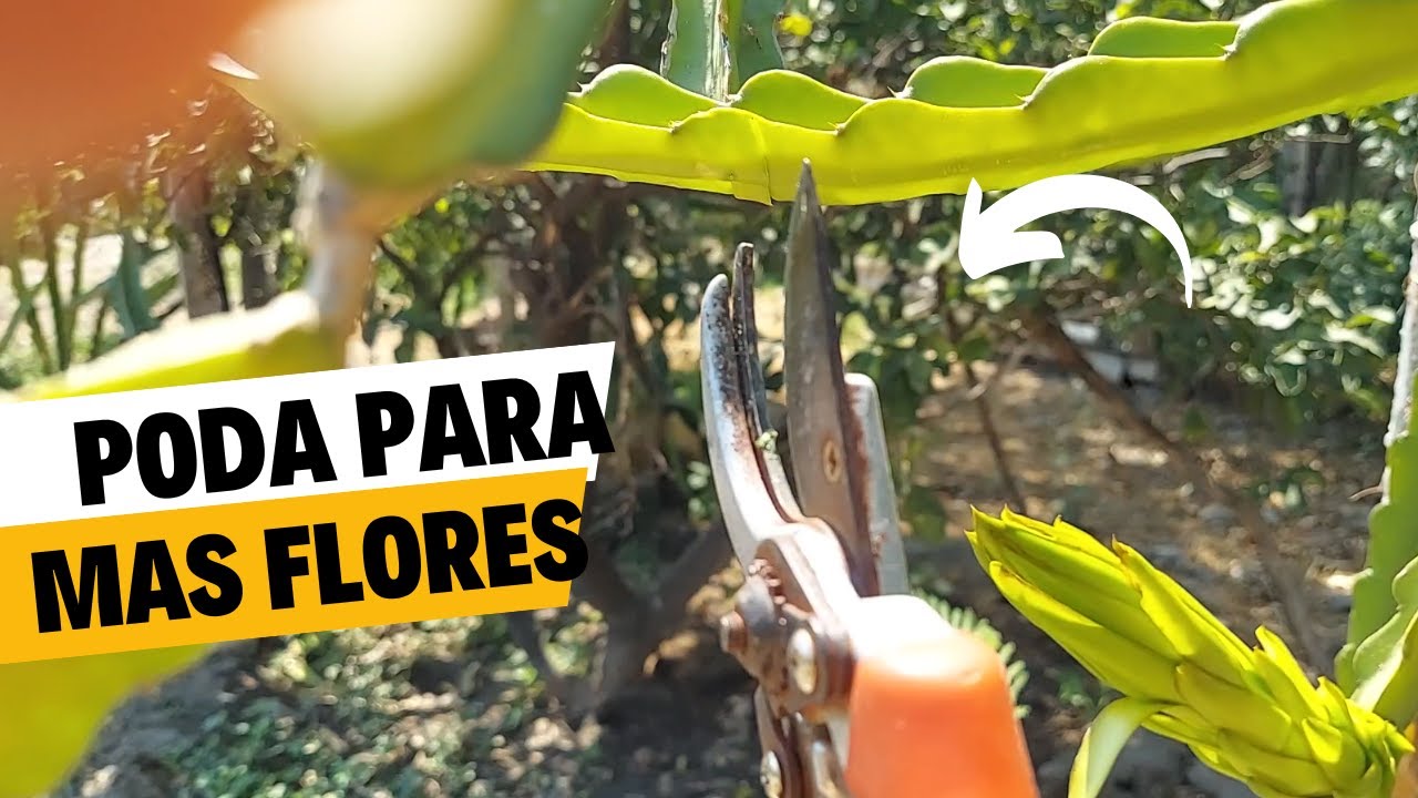 poda de floracion en pitahaya asi tendrás mas frutas en pitahaya