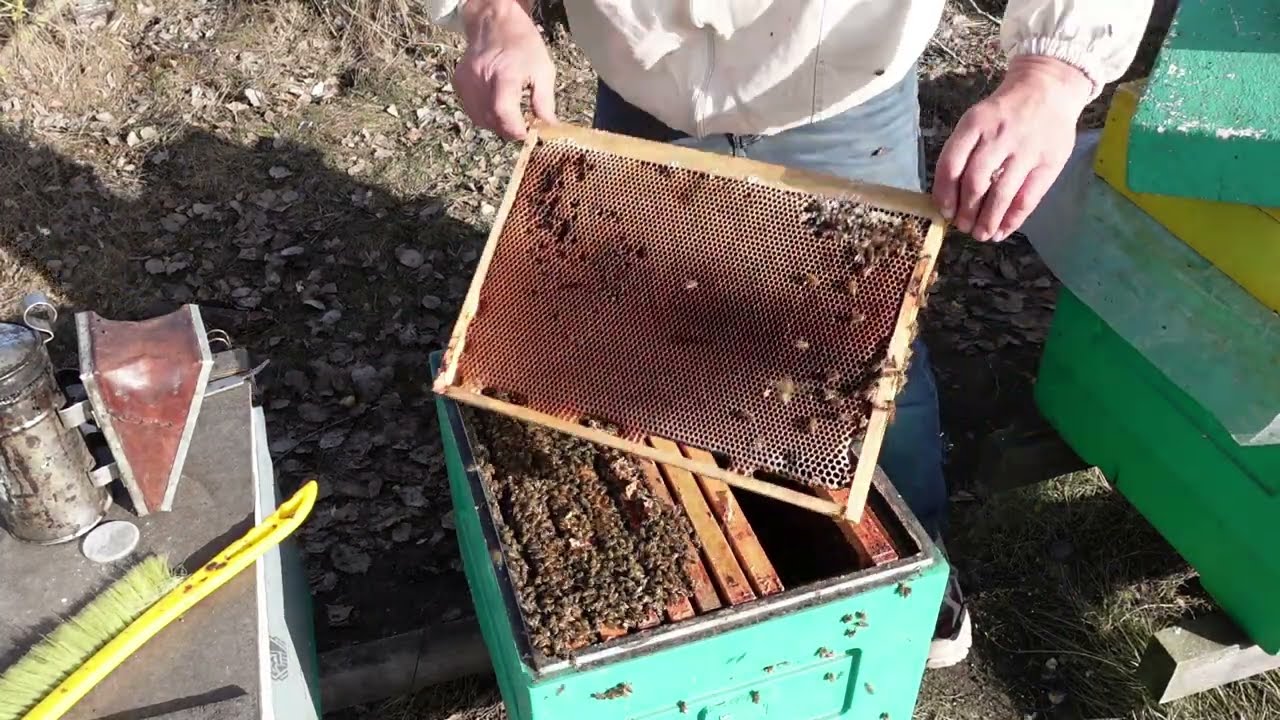  Контроль пасеки , выбраковка старых рамок.