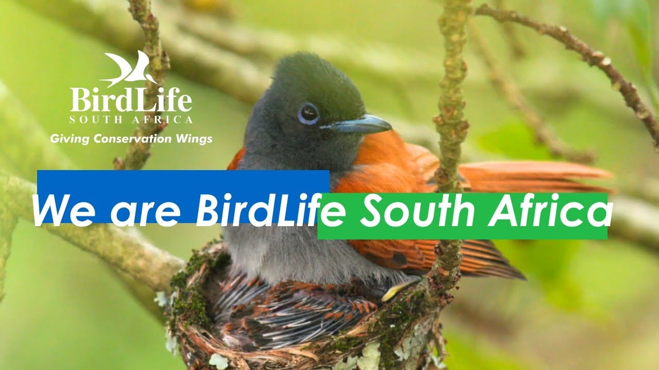 We Are BirdLife South Africa