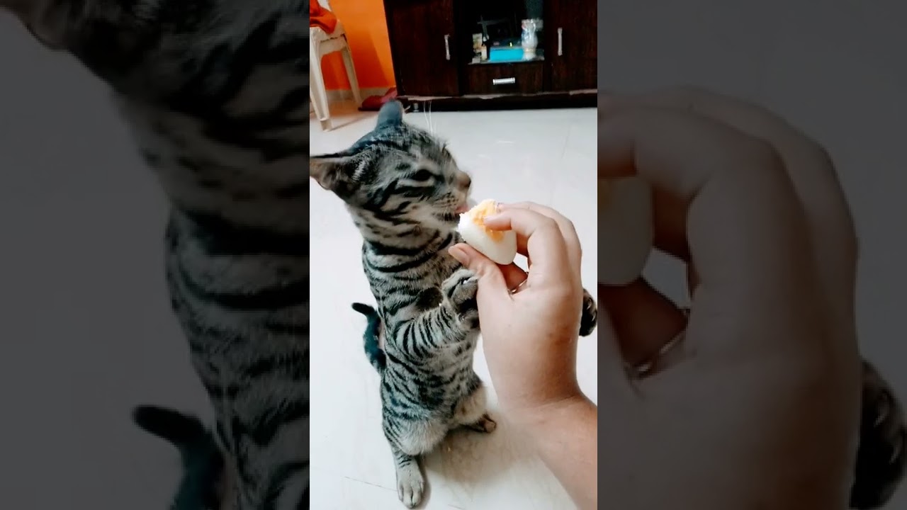 Cute cat eating egg with style #shorts