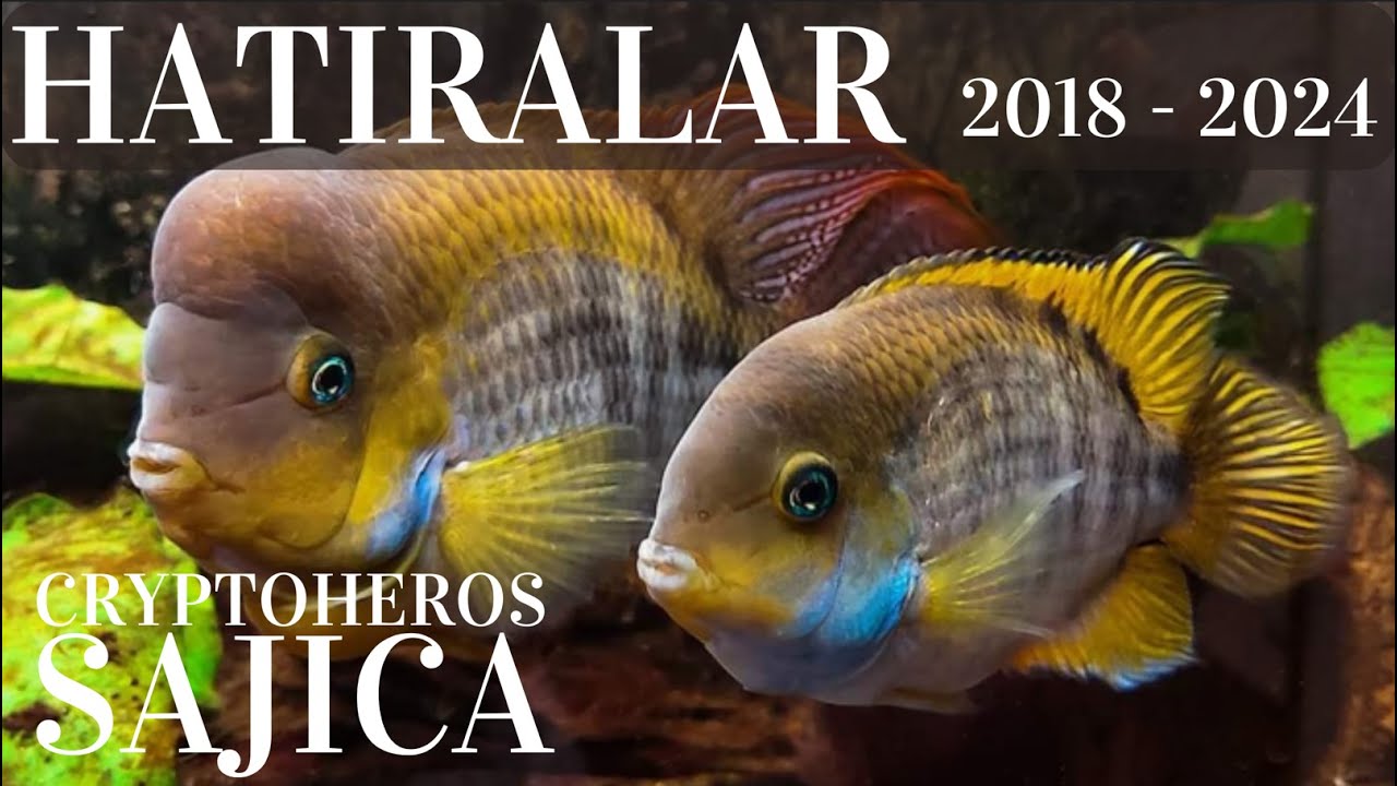 HATIRALAR 2018 - 2024