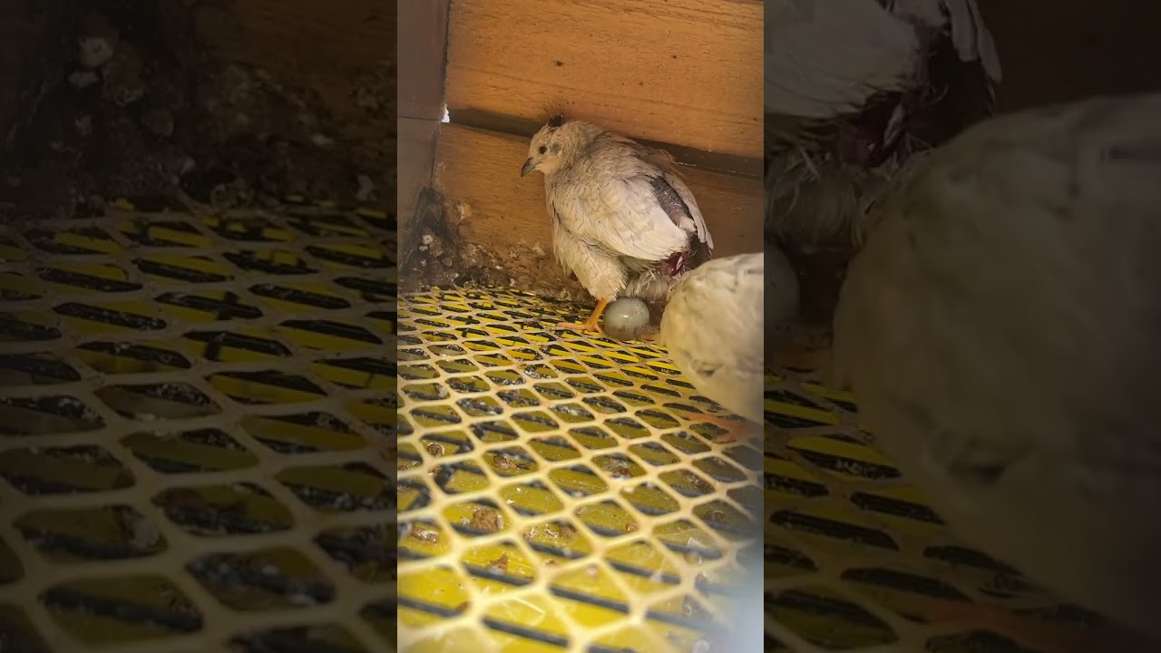 Quail laying egg #quaileggs #quail #quailfarming ##farming #birds #pets #quail_entertainment #shorts