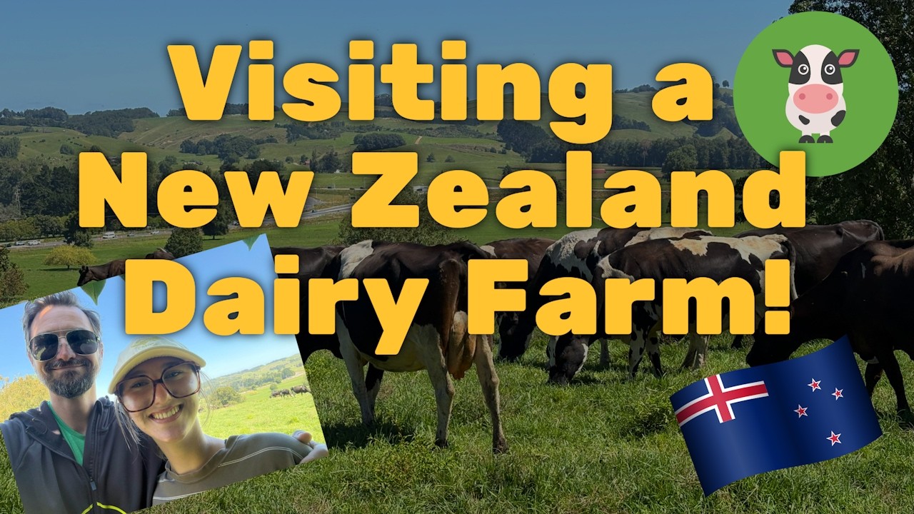 Visiting a New Zealand Dairy Farm!