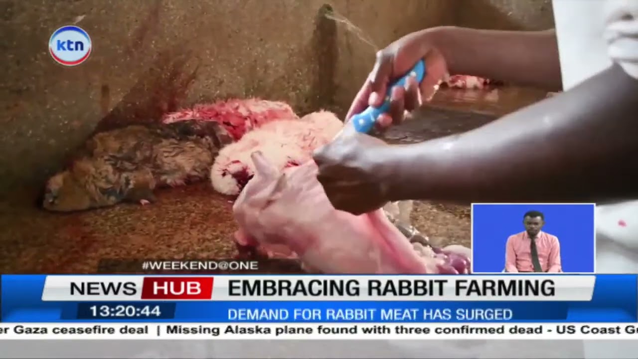 Kenyans urged to embrace rabbit farming as demand for rabbit meat surge