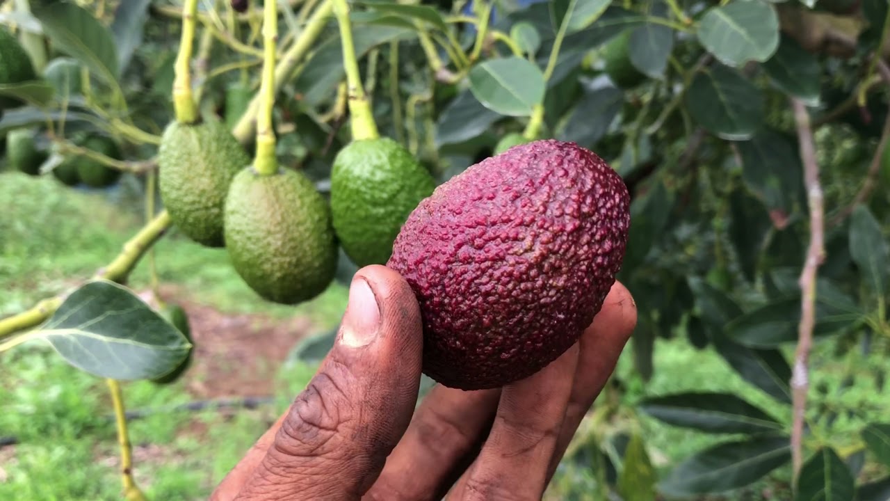 Cultivo de aguacate hass: cómo identificar deficiencias nutricionales