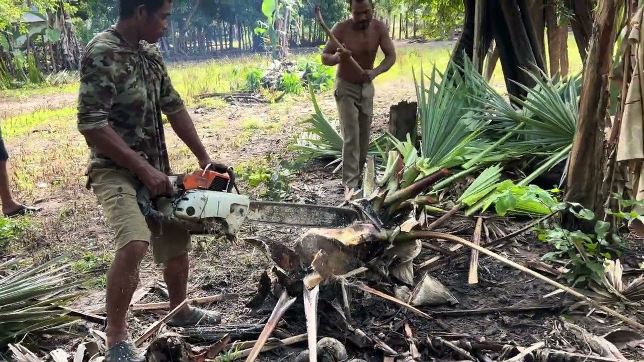 គមត្នោត Palm Tree