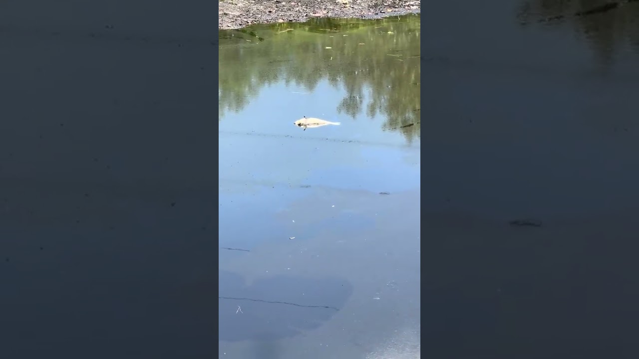 У нас здесь жуткая засуха.