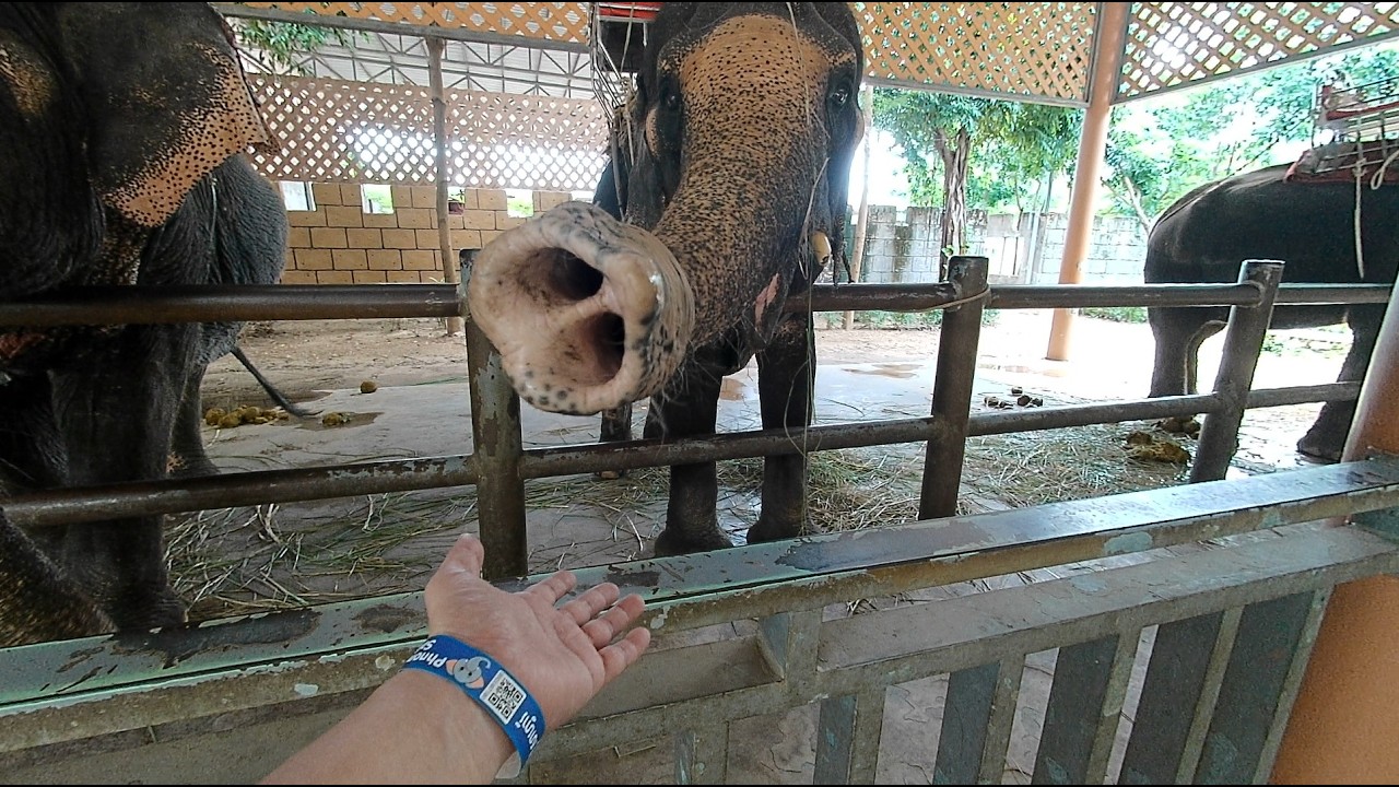 Phnom Penh Safari Zoo Walk | Immersive Cambodia Zoo Experience (Part 1)
