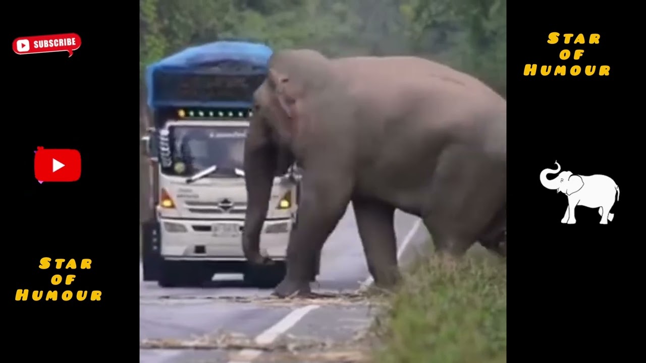 யானையின் சேட்டை 🐘🐘🐘 #elephant #comedy #animals #funnyelephant #dubbing #shortvideo #comedyvideo