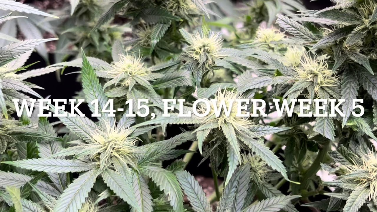 #420GTGT Afgoo OD - week 14-15, flower week 5