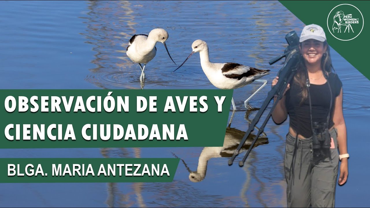 OBSERVACIÓN DE AVES Y CIENCIA CIUDADANA | Maria Antezana | Birds of PERU