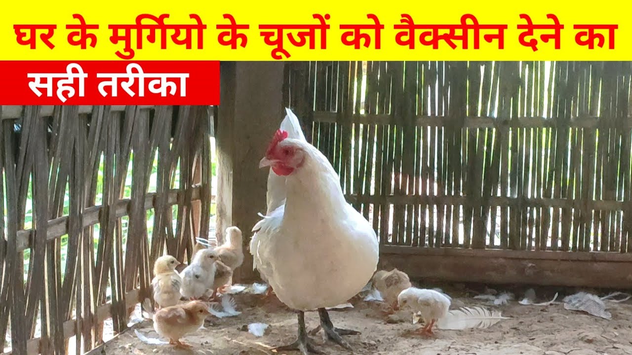 घर के मुर्गियों के चूजो को वेक्सीन देना सीखिये(Local chicken farming@tipsassam1065)