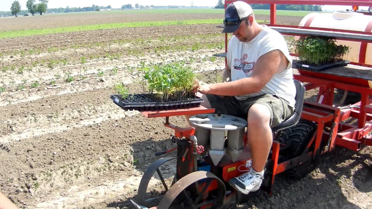 Transplanting Tomatoes