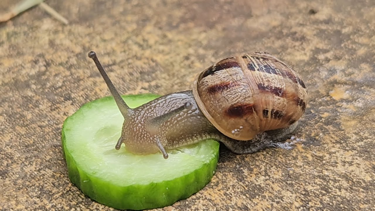 Snail Eating Cucumber Time Lapse