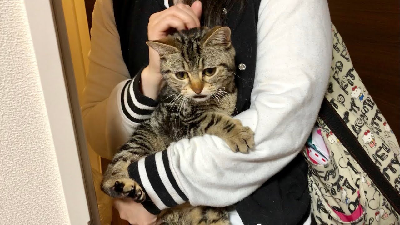 妹の外出が寂しくて全力で阻止しに来てしまった猫w