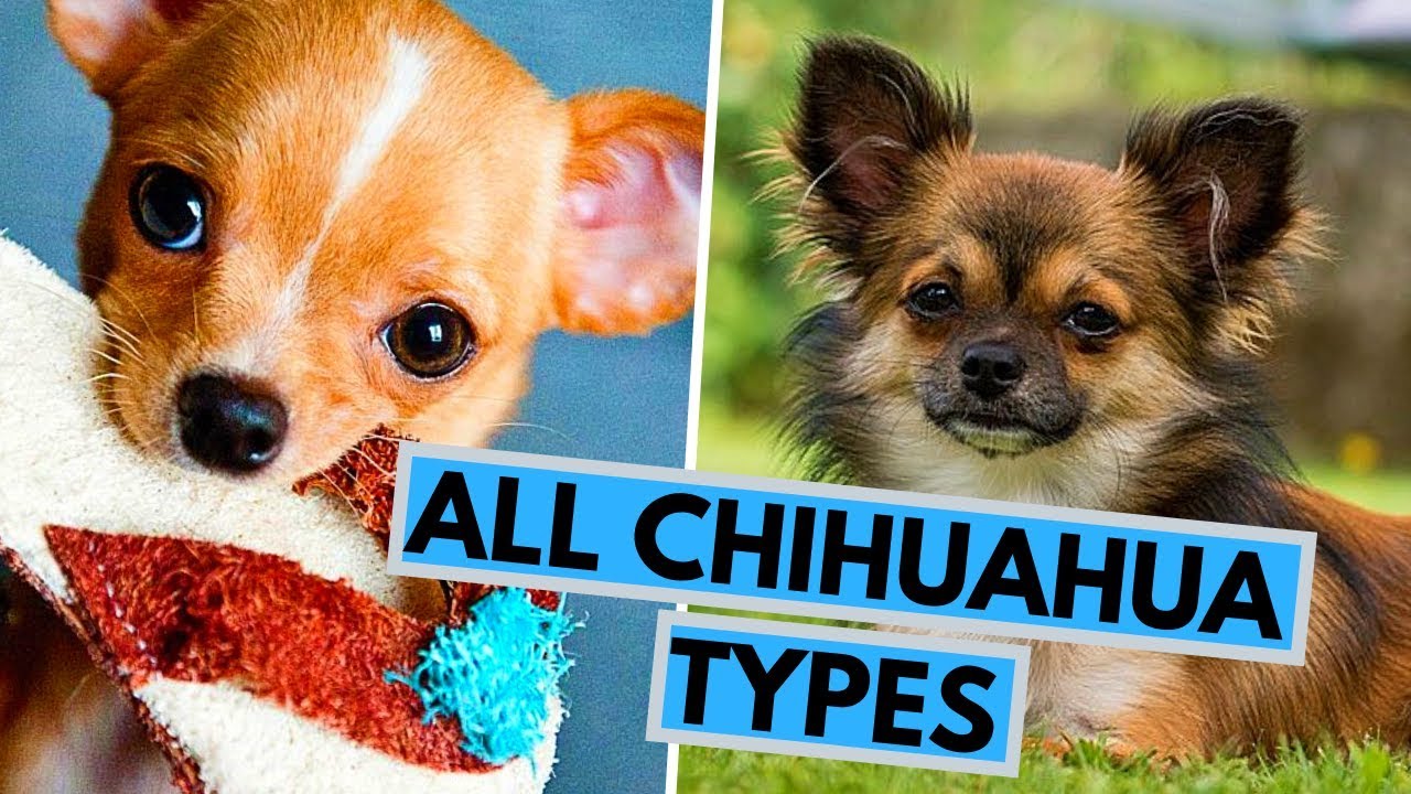 All Chihuahua Types - Based on Their Coat, Head and Color