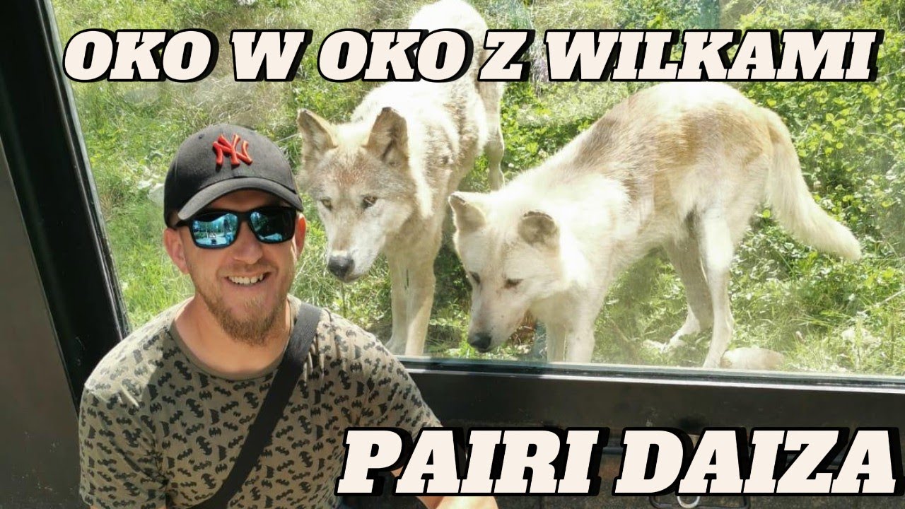 Pairi Daiza – Najpiękniejsze Zoo w Europie! Niesamowite spotkanie z wilkami 🐺🌍