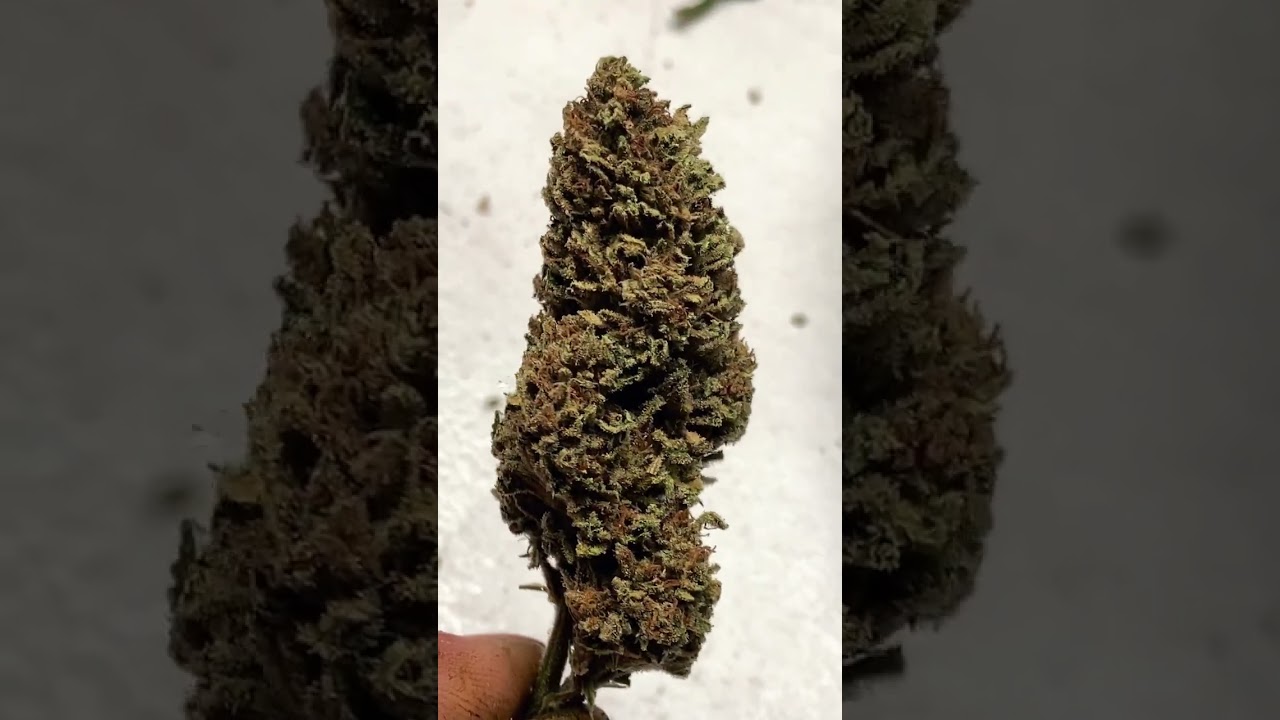 Sour cherry glue #2