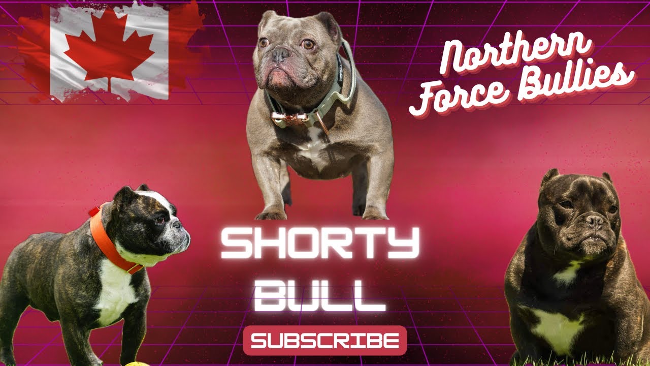 Shorty Bulls - Jennifer Smith-Beaudoin from Northern Force Bullies | Ep. 1