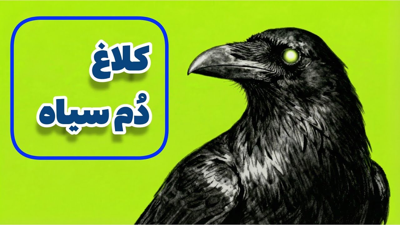 🌼کلاغ سیاه 🌼