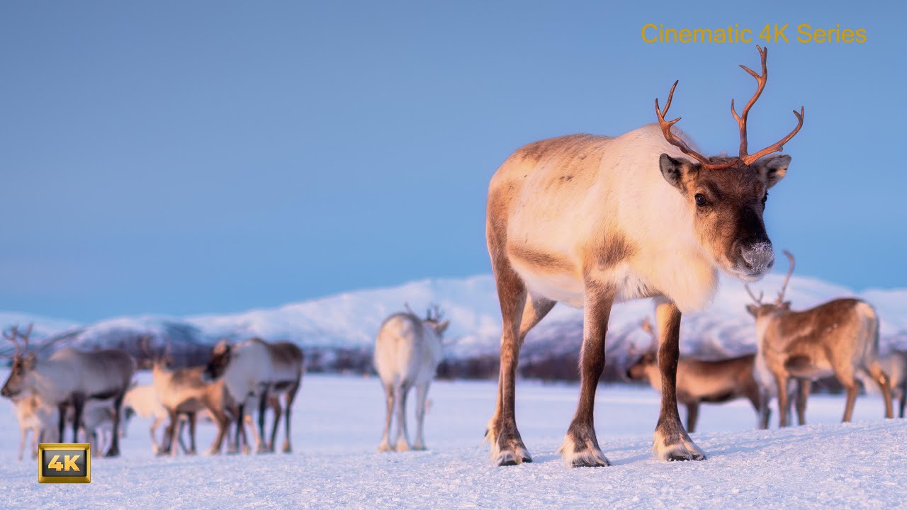 WINTER Snowy Landscapes in 4K | Calm Music & CINEMATIC Nature Film