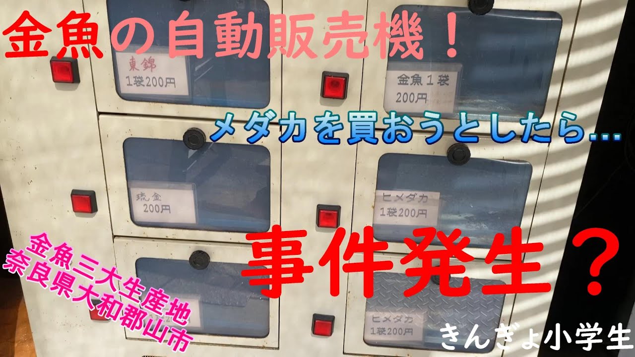 【金魚三大生産地】金魚の町、奈良県大和郡山市の金魚自動販売機でメダカを買おうとしたら、予想していないことが起きました！【メダカ】