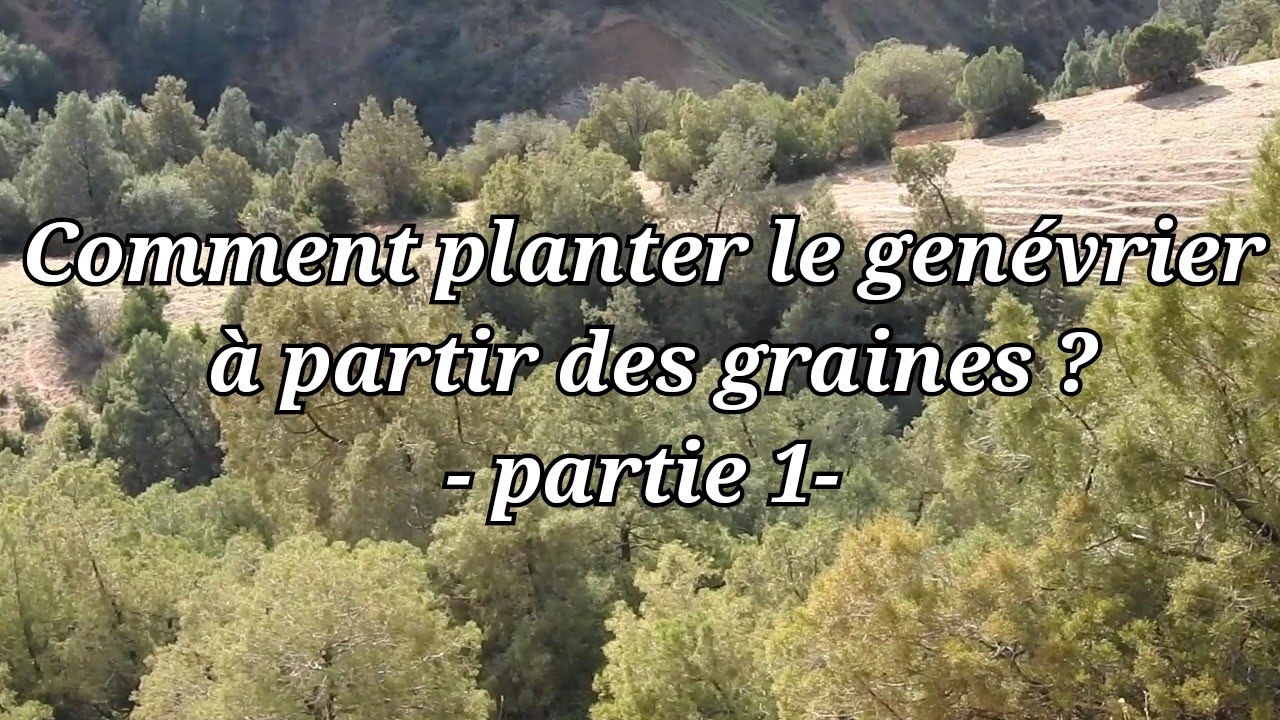 comment planter le genévrier à partir des graines ?