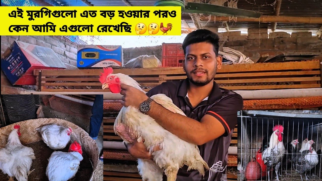 Зачем я вообще держу этих цыплят, несмотря на их огромные размеры? 🤔🤔🐓