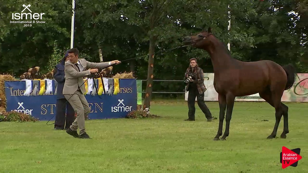 N.33 D IBN RASHEEM - Strohen 2019 B Int - 3 year old Colts (Class H)