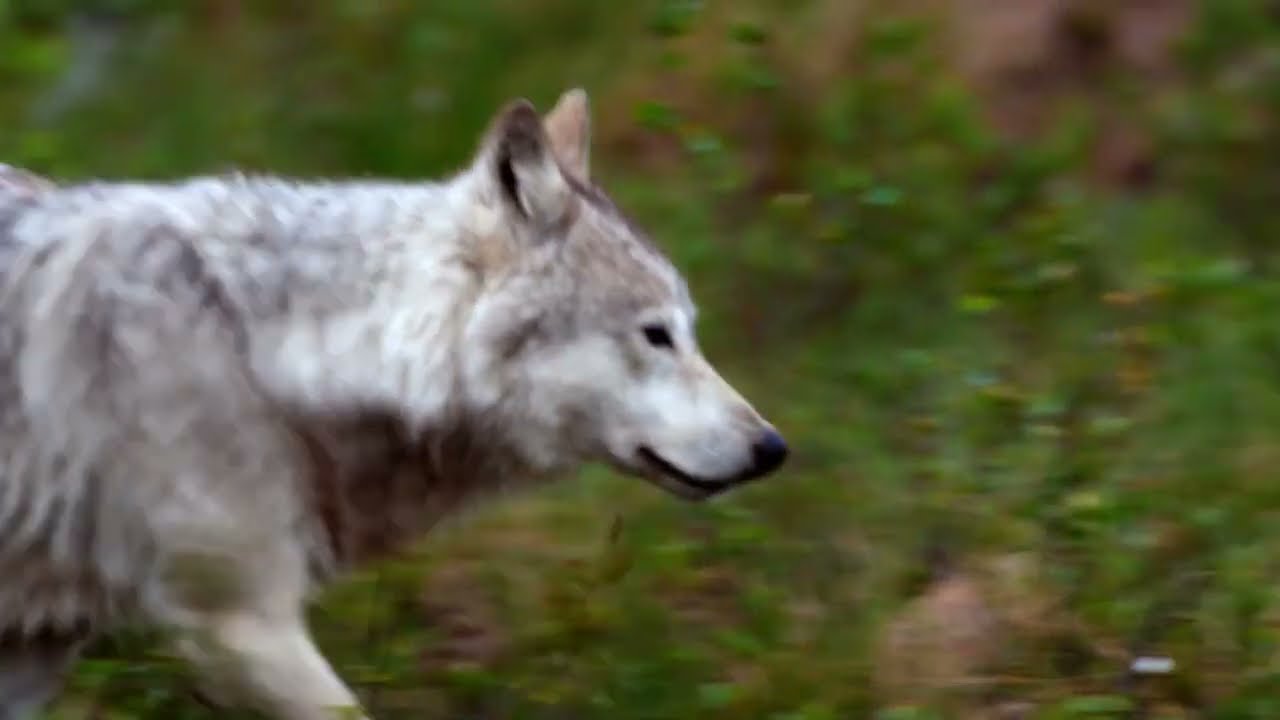 Ecosystem Engineers Trailer