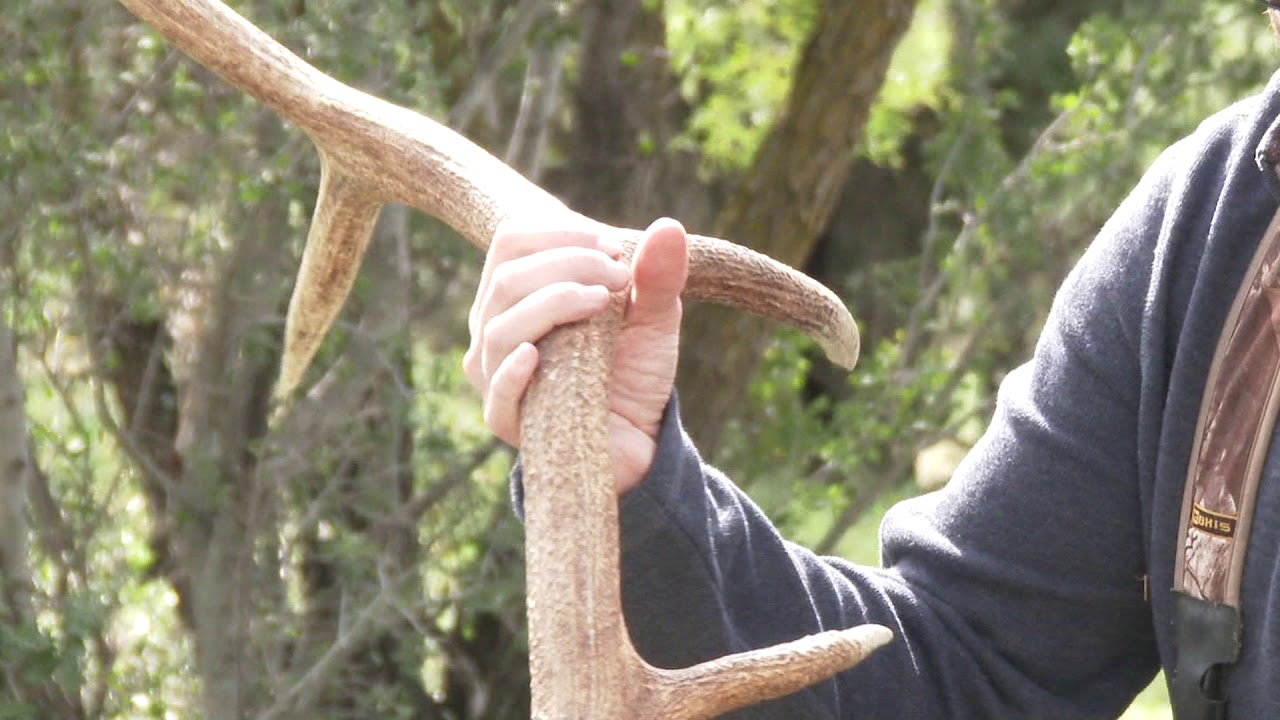How Deer Antler Dog Chews Are Made