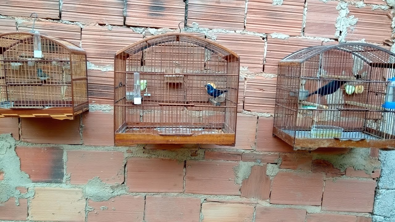 Mostrando os pássaros do meu irmão Biano !!!