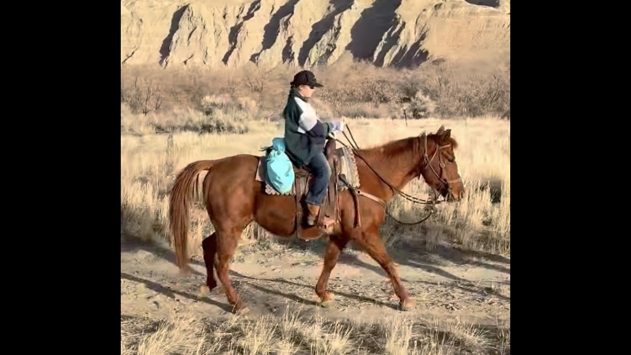 Cowboy 13 year Old Grade Quarter Horse Gelding