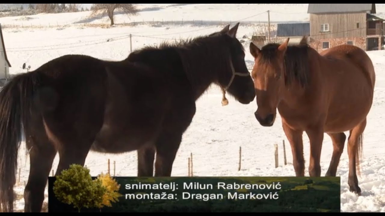 NAJBOLJI KONJI NA ZABLJAKU  MARKA OSTOJICA
