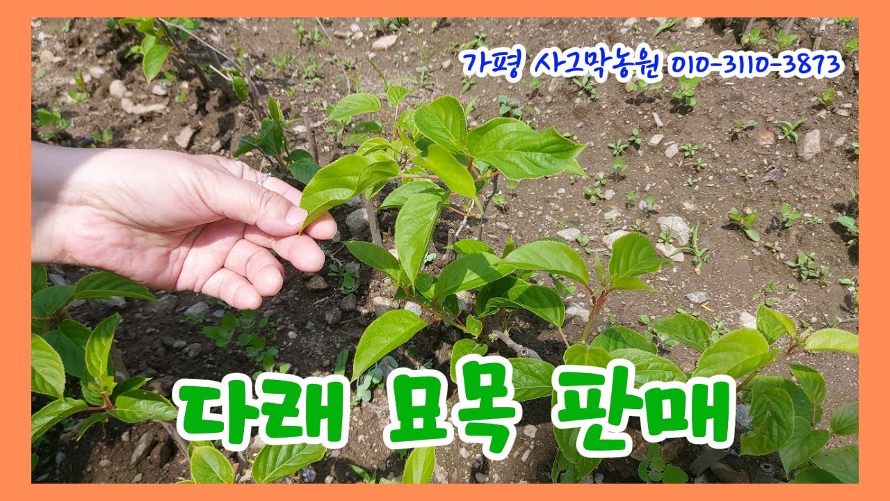 가평 왕 다래 묘목 판매 개시