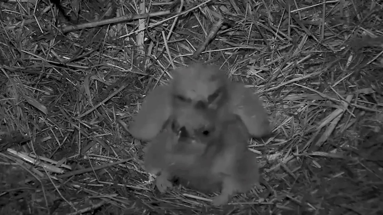 AEF DC - EAGLE NEST CAM 🐣🐣 TWO ADORABLE'S MELT YOUR HEART MOMENT!