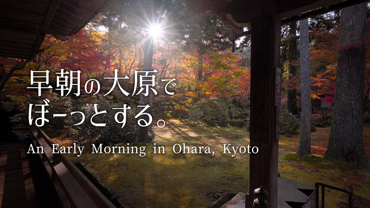 【京都一人旅】早朝の大原｜朝日包まれる紅葉 4K｜A Peaceful Morning in Ohara｜Autumn in Kyoto, Japan 4K
