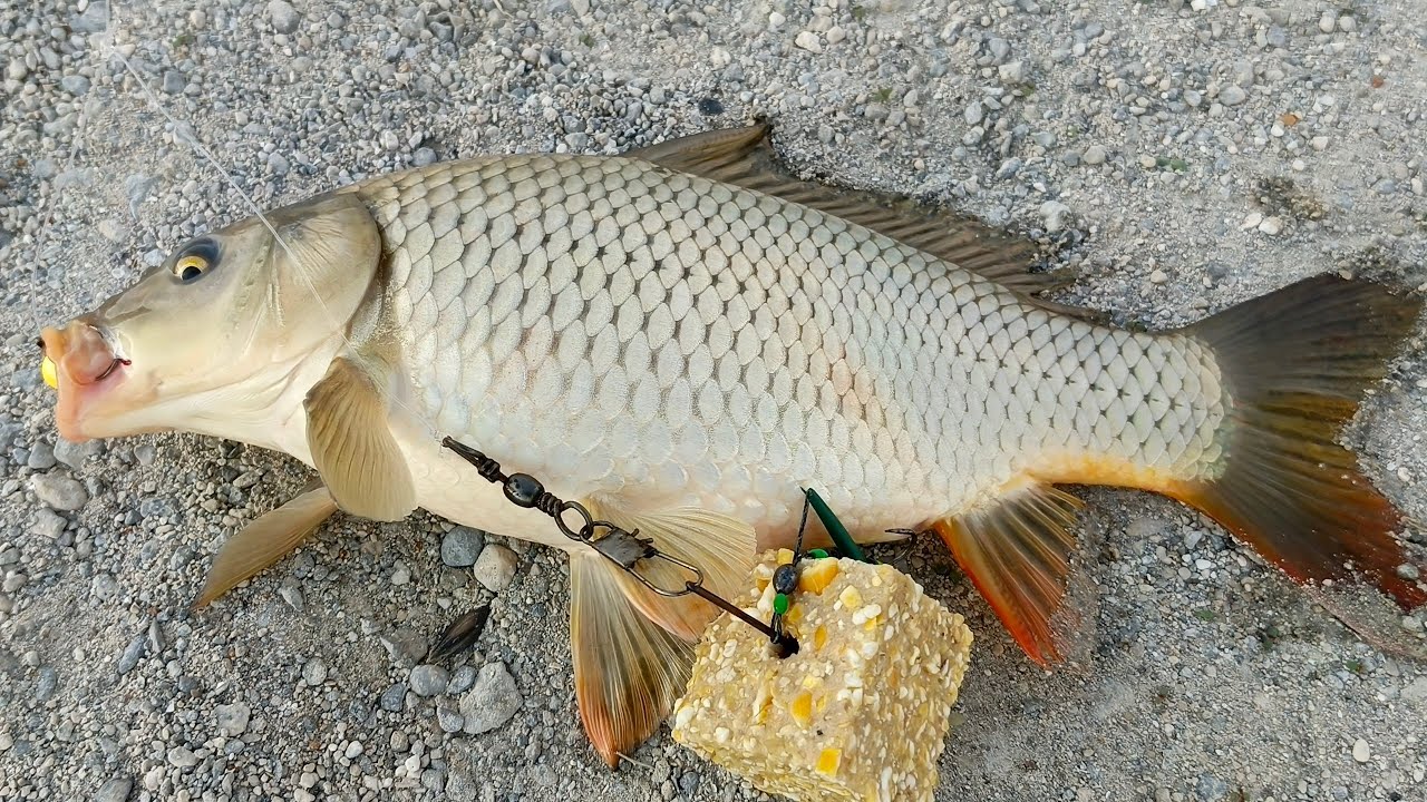 Sazan balık avı#carp #fish #doğa çok şaşırdım
