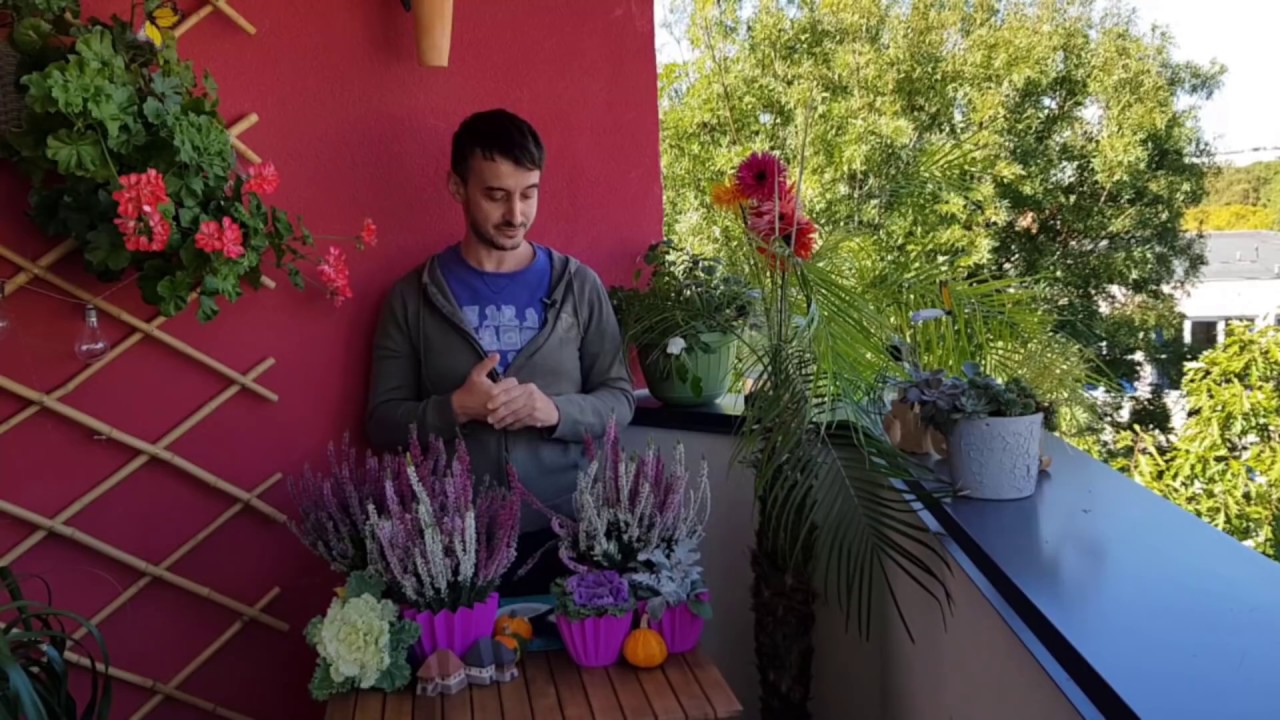 Coloreaza-ti gradina Iarna cu Calluna, Varza decorativa și Senecio