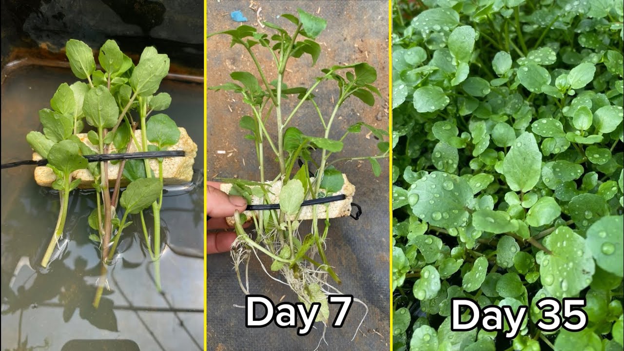 Growing watercress is very easy this way