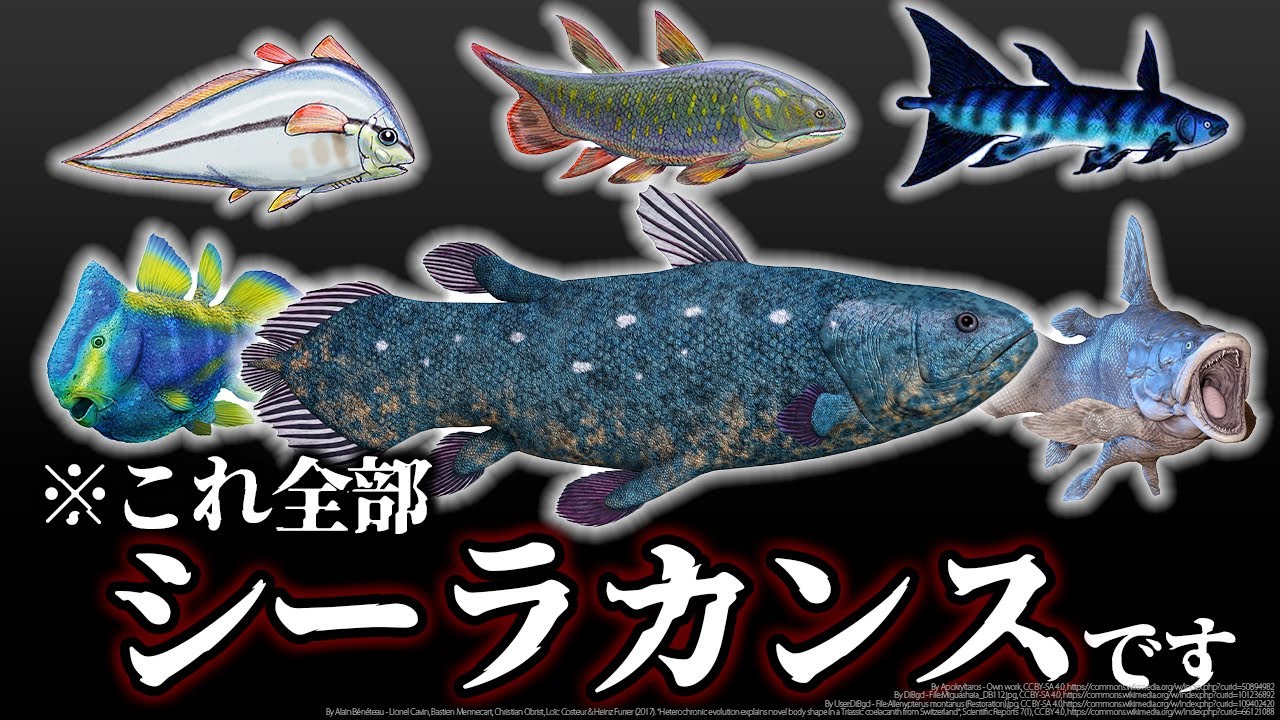 【ゆっくり解説】シーラカンスはシーラカンスじゃなかった！？シーラカンスの正体は実は〇〇！